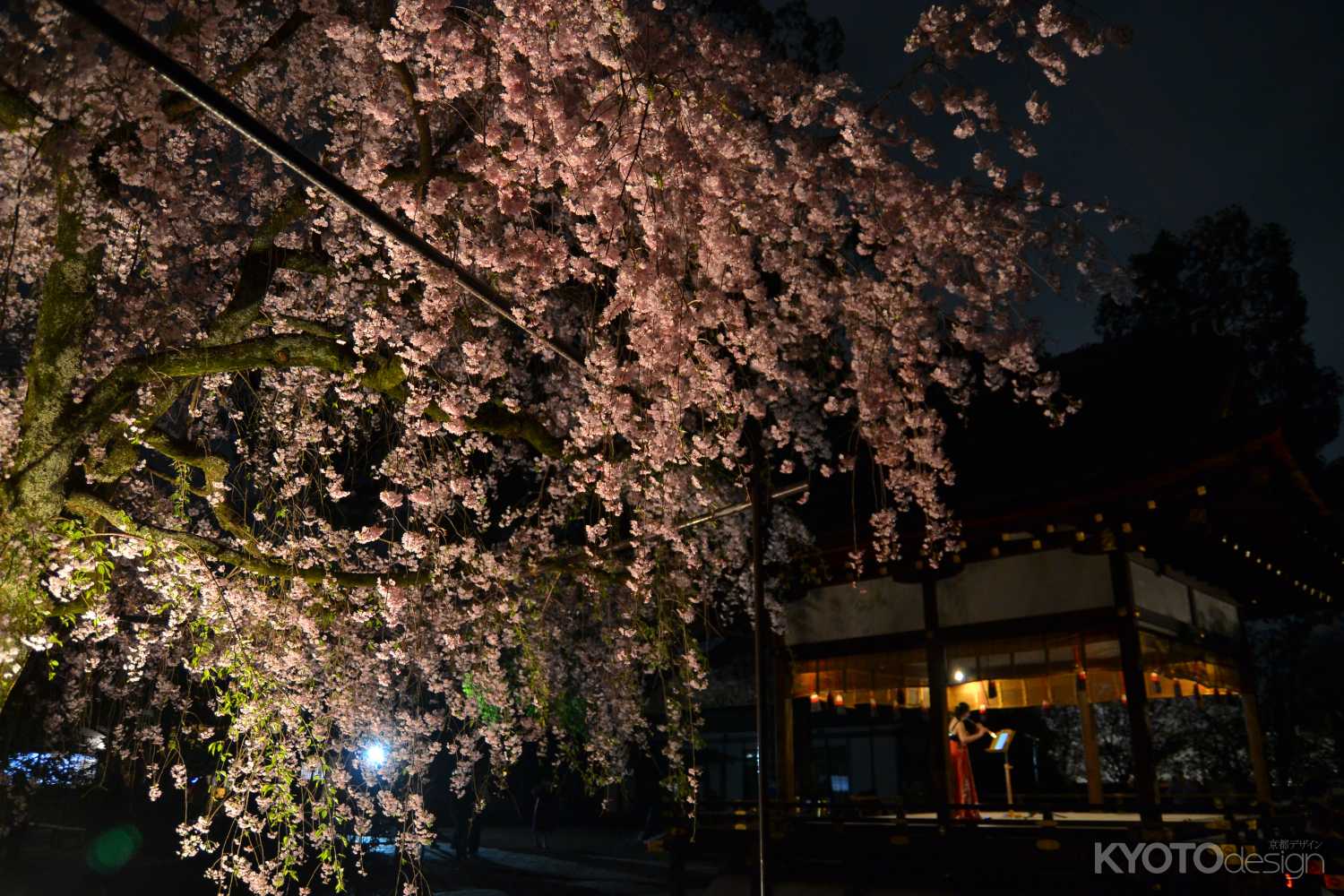 平野神社さん桜コンサート　2024