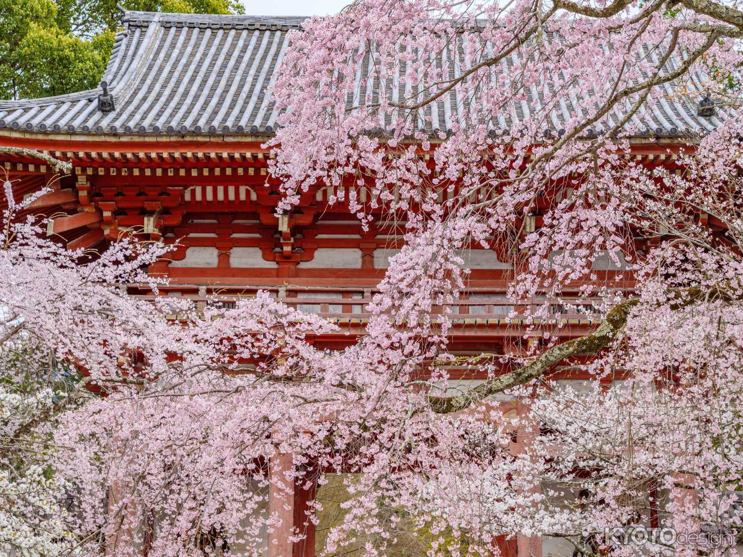 醍醐寺仁王門と桜