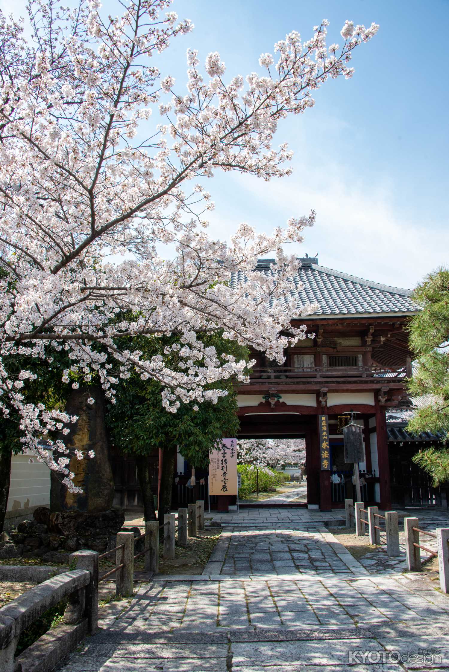 本法寺　3月27日の桜6