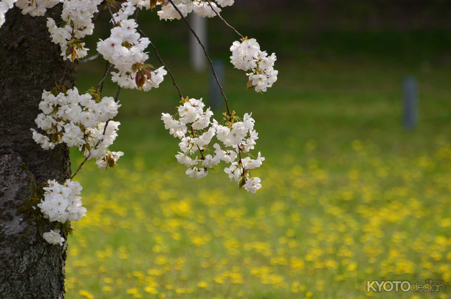 二条城観桜茶会（開催中止）
