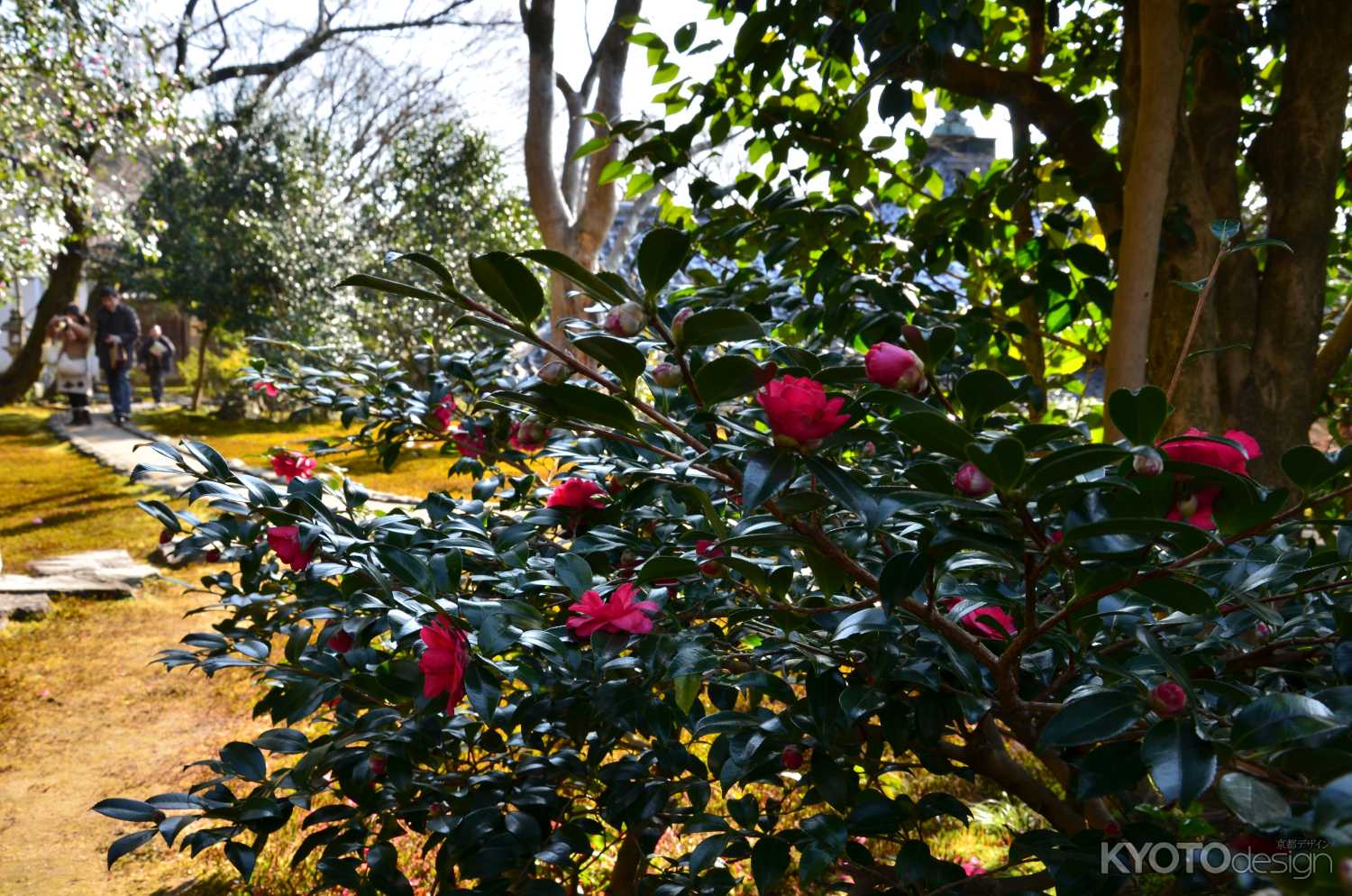 霊鑑寺 春の特別公開