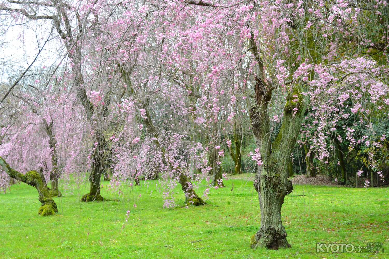 二条城観桜茶会