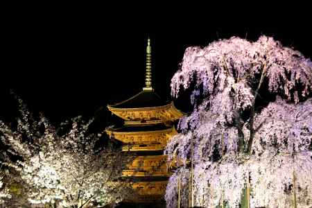 東寺 夜桜ライトアップ