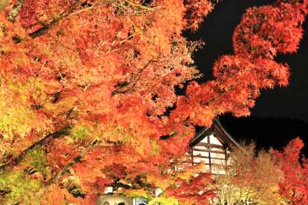 永観堂ライトアップ