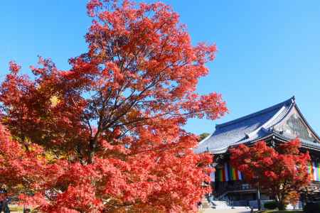智山紅葉月（智積院 夜間特別拝観）