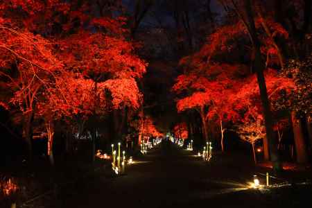第62回 京都非公開文化財特別公開（下鴨神社）