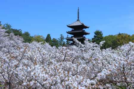 特別入山期間　御室花まつり