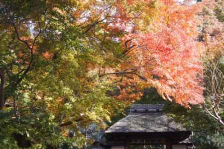 安楽寺 秋の特別公開