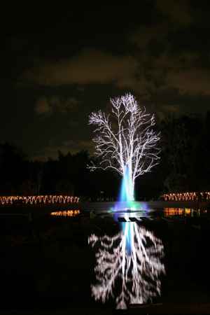 京都府立植物園 クリスマスイルミネーション