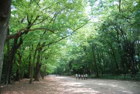 蛍火の茶会・糺の森納涼市