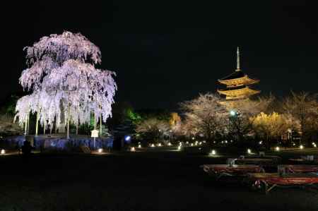 東寺 夜桜ライトアップ