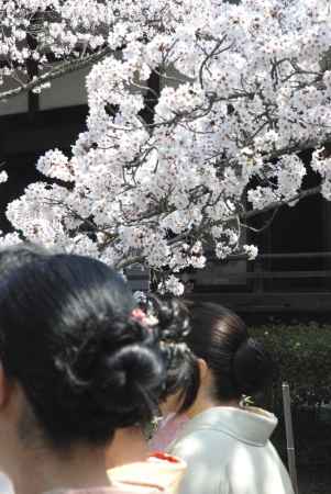 毘沙門堂観桜会・花祭り