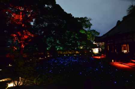 青蓮院 夜の特別拝観