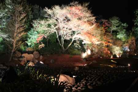 宝厳院 秋の夜間特別拝観