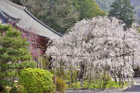 毘沙門堂観桜会・花まつり