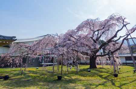 豊太閤花見行列（開催中止）