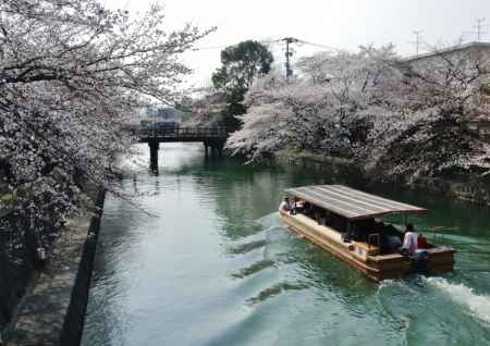 岡崎桜・わかば回廊 十石舟めぐり