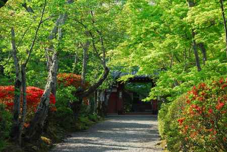 吉野茶会