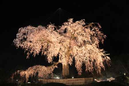 円山公園 しだれ桜ライトアップ