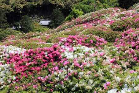 つつじ・しゃくなげ園　開園