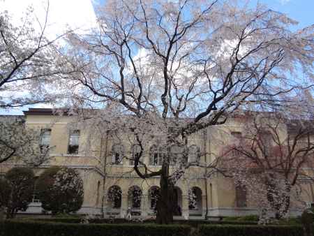 京都府庁旧本館　観桜祭