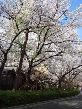  「下木屋町夜桜」ライトアップ