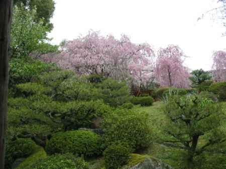 観桜茶会