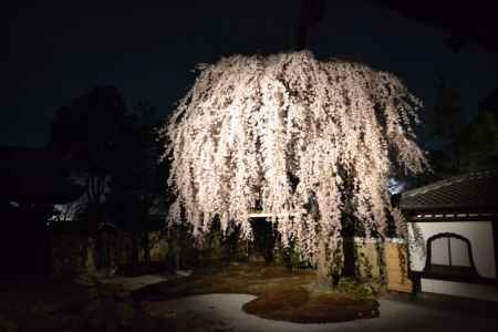 高台寺 春の特別展・夜間拝観