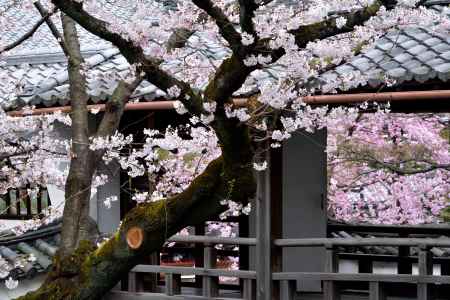 春の花見と特別拝観