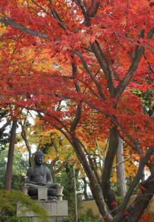 金戒光明寺 秋の特別公開