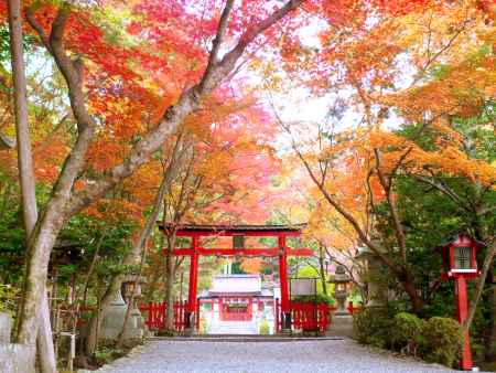 大原野神社紅葉夜間ライトアップ「光と水」