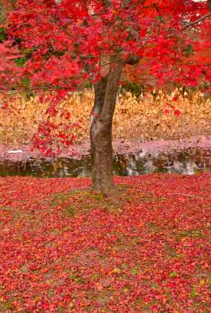 京都府立植物園  紅葉ライトアップ