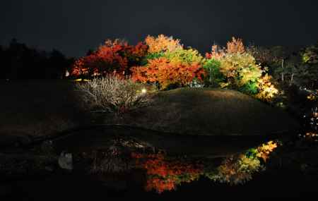 梅小路公園 紅葉まつり