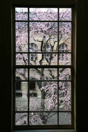 京都府庁旧本館　観桜祭（開催中止）