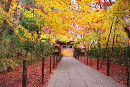 光明寺 紅葉の特別入山