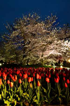 京都府立植物園 桜ライトアップ