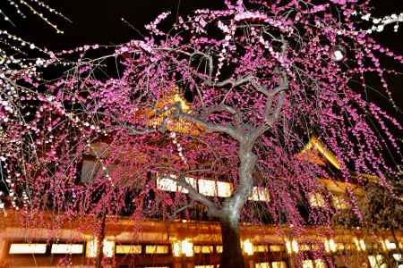 北野天満宮　梅苑ライトアップ