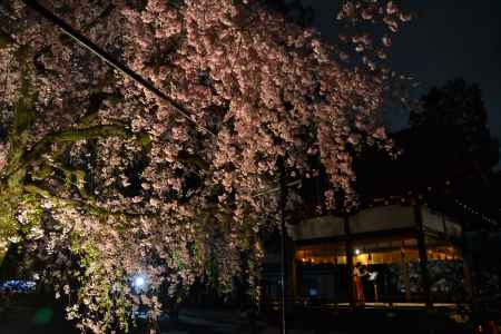 平野神社のライトアップ