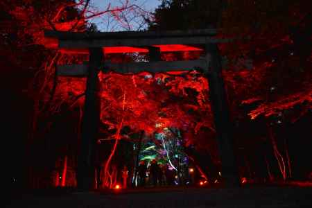 大原野神社紅葉夜間ライトアップ