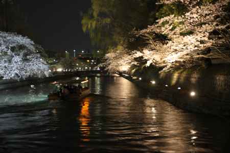 岡崎桜回廊ライトアップ