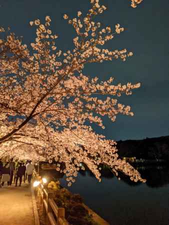 八条ヶ池 桜ライトアップ