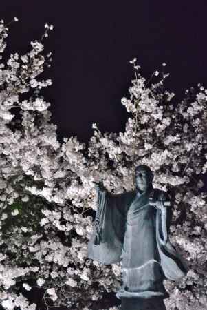 妙蓮寺 桜のライトアップ