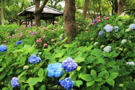 紫陽花苑の公開