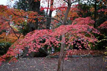 京都西山・長岡天満宮花灯路～錦景苑ライトアップ～