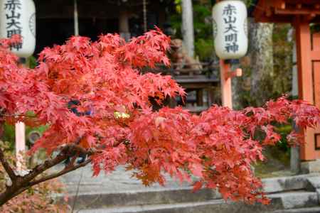 赤山禅院 もみじ祭