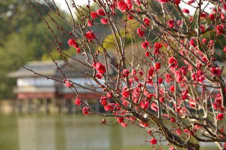 長岡天満宮 梅花祭