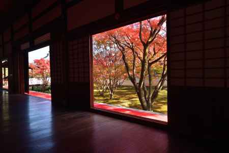 妙覚寺庭園 特別拝観