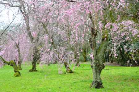 二条城観桜茶会