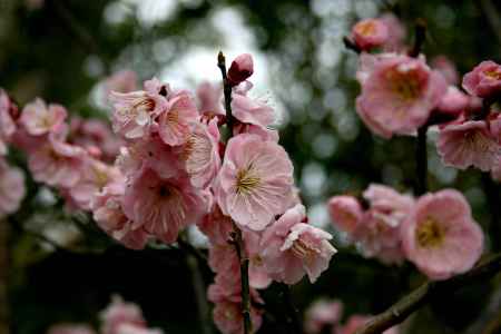 梅・産祭（うめうめまつり）
