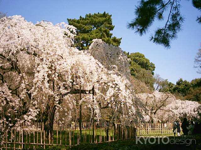 京都御苑